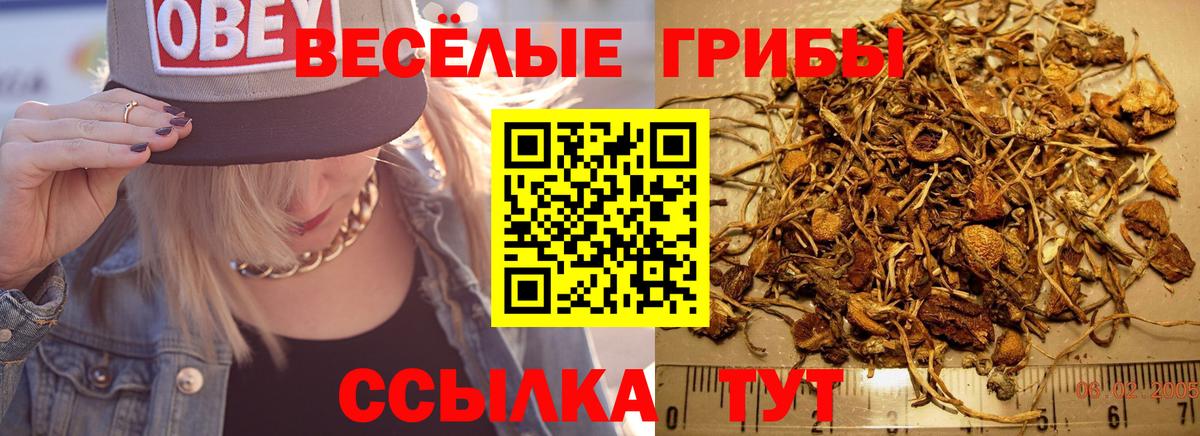 Гатчина  Псилоцибиновые грибы Psilocybine cubensis  купить наркотик  Вход с VPN  Галлюциногенные грибы Psilocybine cubensis 